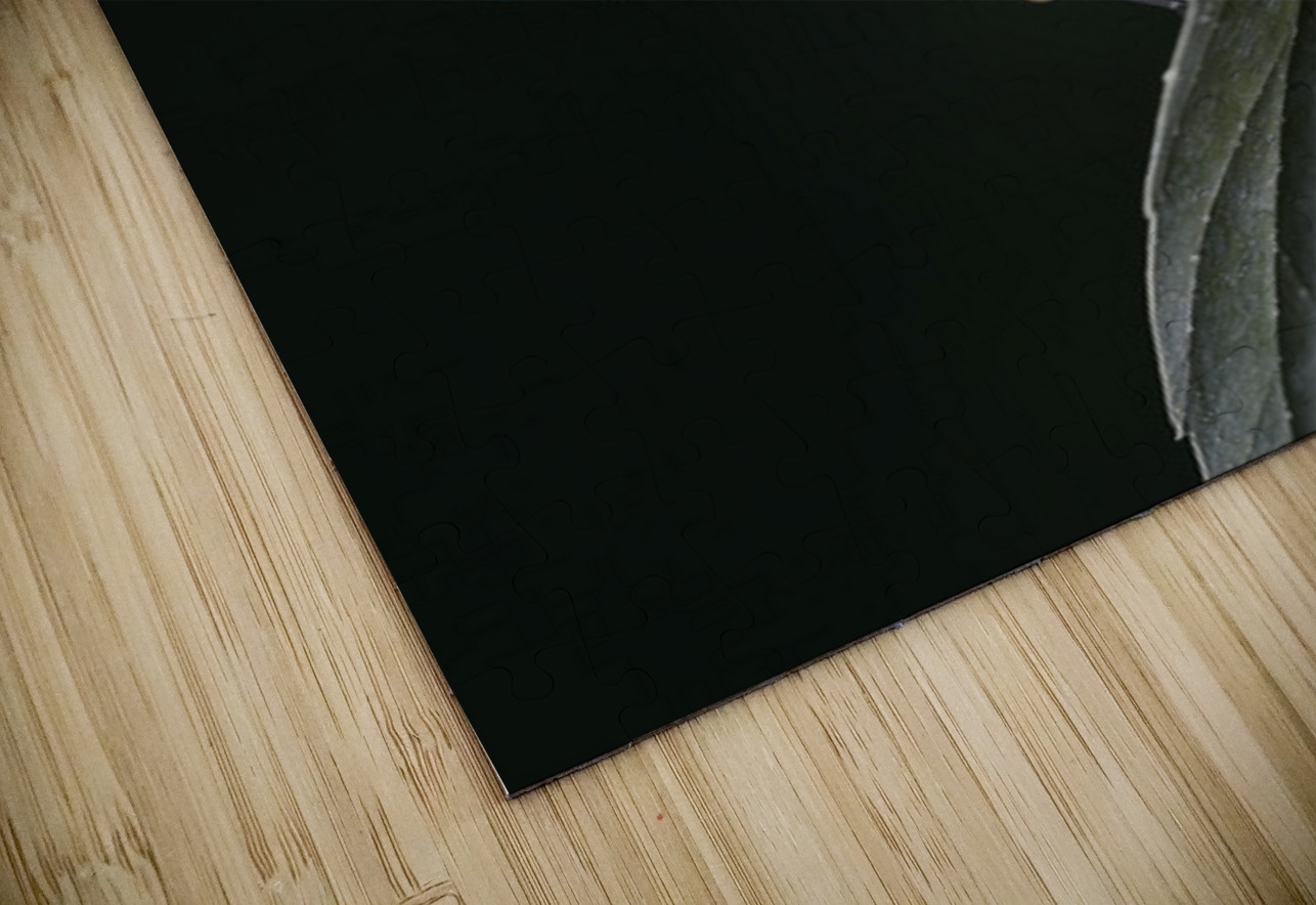 Butterfly at the La Selva Jungle Lodge butterfly farm Kevin Oke Puzzle