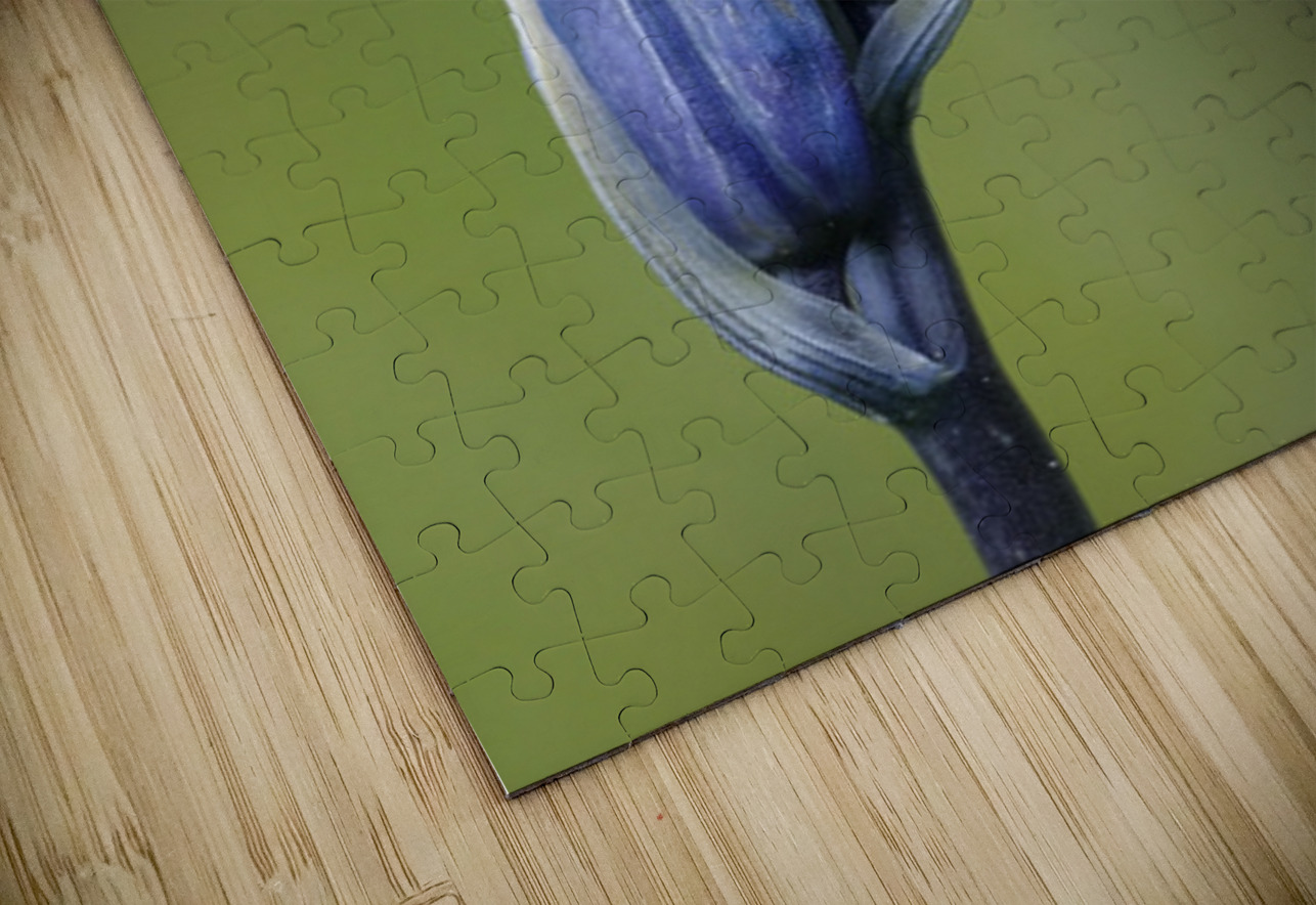 Common Camas Camassia quamash Mt. Tzouhalem Ecological Reserve Cowichan Valley British Columbia Canada Kevin Oke Puzzle