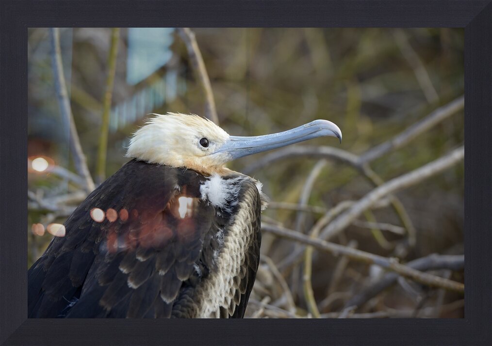 Impression de cadre personnalisé
