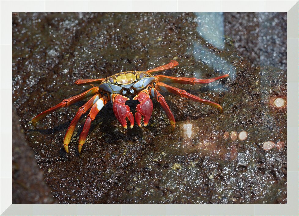 Impression de cadre personnalisé