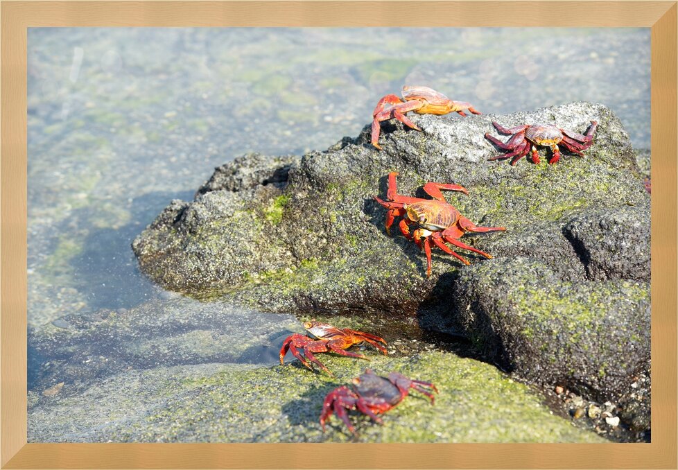 Impression de cadre personnalisé