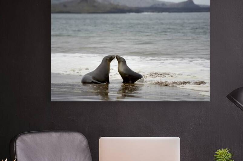 Galapagos sea lions by Kevin Oke