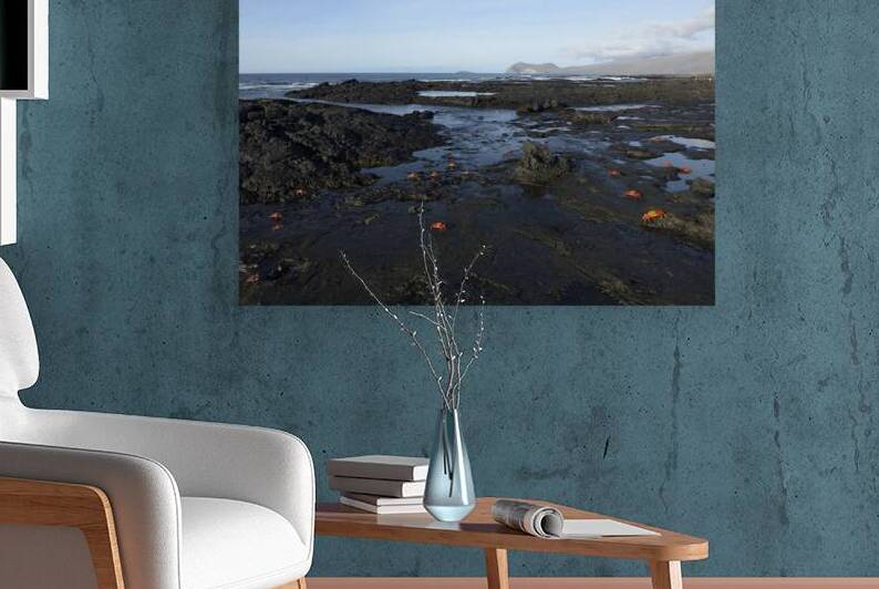 Sally Lightfoot crabs by Kevin Oke