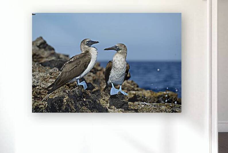 Blue-footed Booby by Kevin Oke