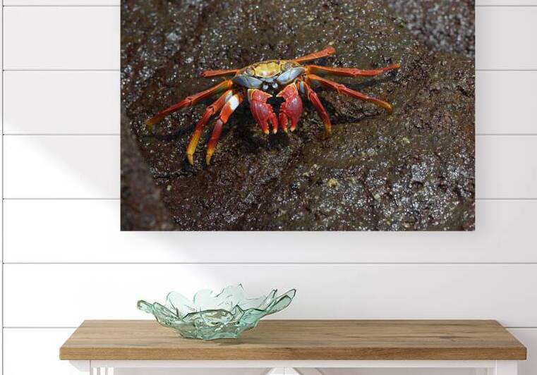 Sally Lightfoot crab by Kevin Oke