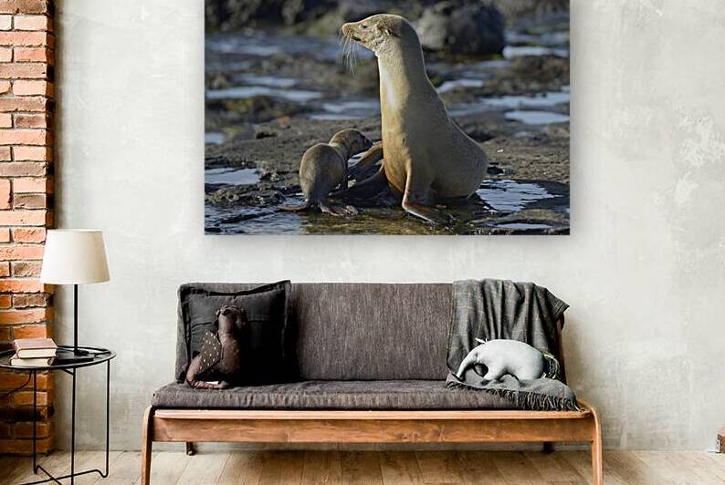 Galapagos sea lion by Kevin Oke