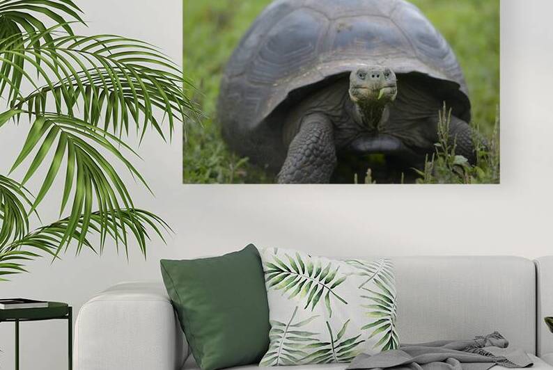 Galapagos giant tortoise by Kevin Oke