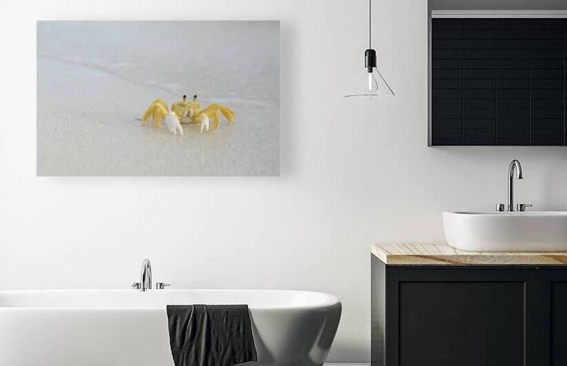 Ghost Crab by Kevin Oke