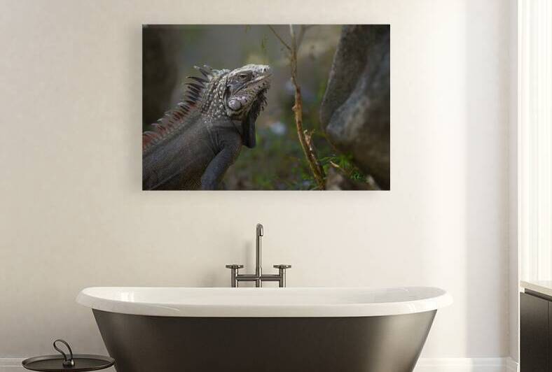 Green Iguana by Kevin Oke