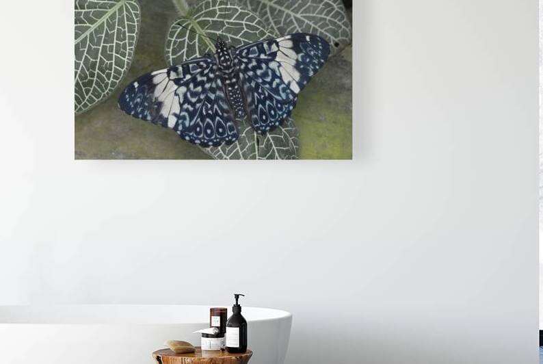 Hamadryas amphinome butterfly by Kevin Oke