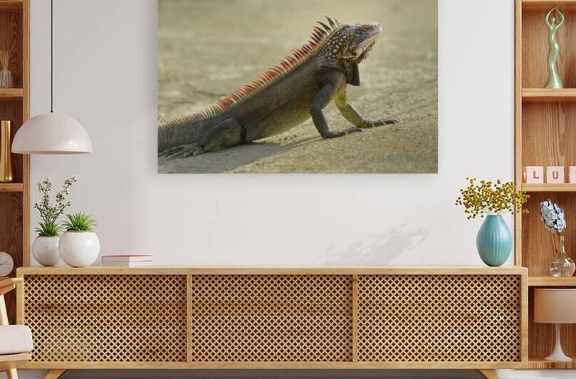 Green Iguana by Kevin Oke