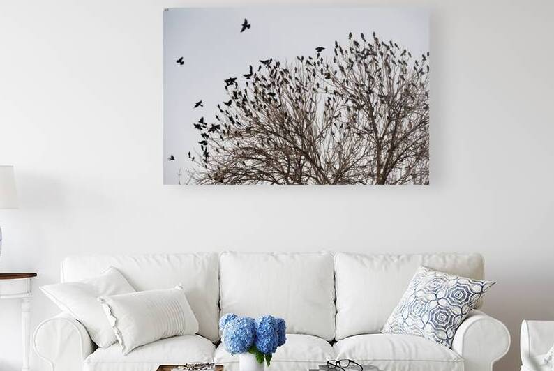 Birds in Flight by Kevin Oke