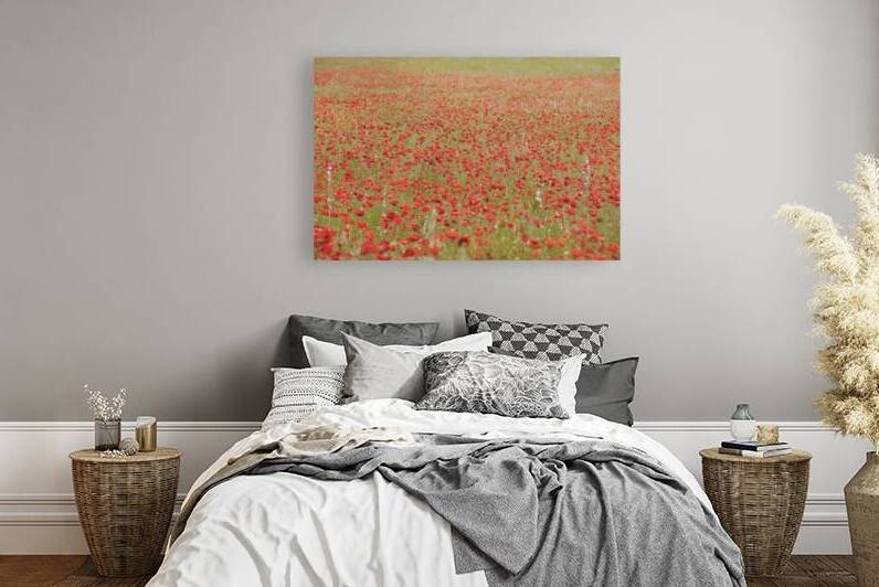 Red poppies - Roussillon by Kevin Oke