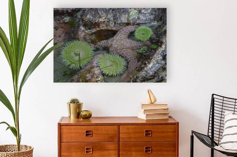 Anemones and eel grass in a tidepool by Kevin Oke