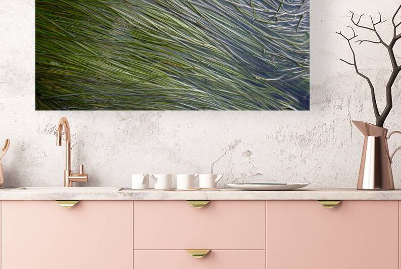 Eel grass in a tide pool by Kevin Oke