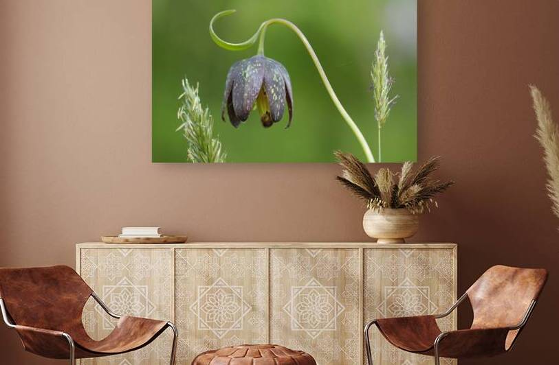 Chocolate Lily Fritillaria affinis Cowichan Valley Vancouver Island British Columbia Canada by Kevin Oke