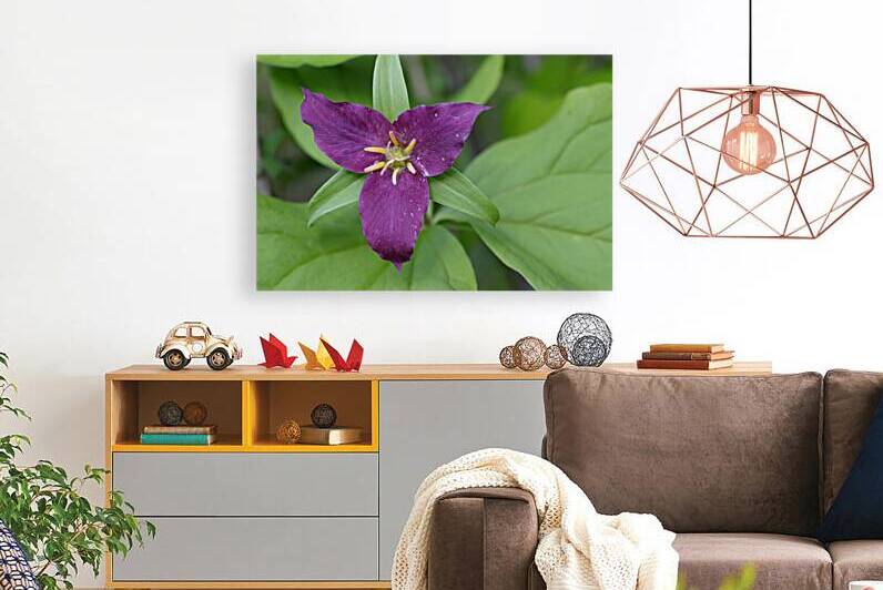 Western Trillium Trillium ovatum Cowichan Valley Vancouver Island British Columbia Canada by Kevin Oke