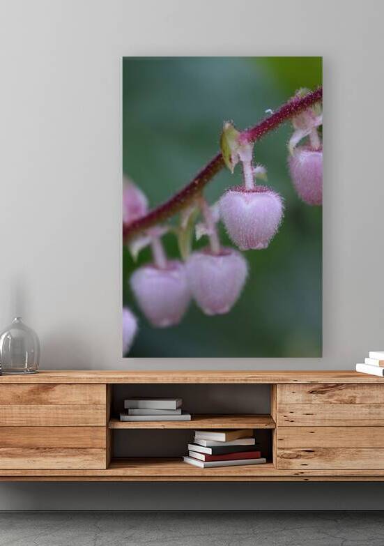 Salal Gaultheria shallon Cowichan Valley Vancouver Island British Columbia Canada by Kevin Oke