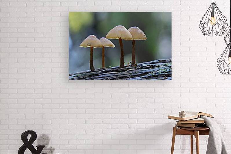 Mycena Mushroom by Kevin Oke
