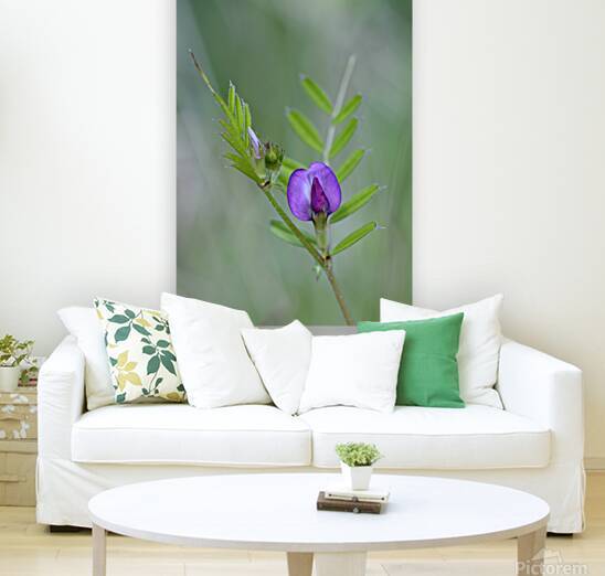 Purple wildflower Cowichan Valley Vancouver Island British Columbia Canada by Kevin Oke