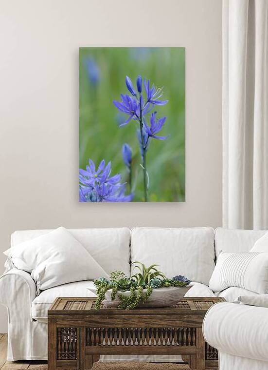 Common Camas Camassia quamash Cowichan Garry Oak Preserve Cowichan Valley Vancouver Island British Columbia. by Kevin Oke