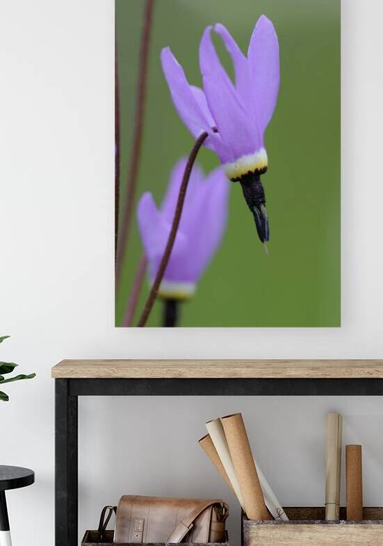 Shooting Star Dodecatheon pulchellum Cowichan Garry Oak Preserve Cowichan Valley Vancouver Island British Columbia. by Kevin Oke