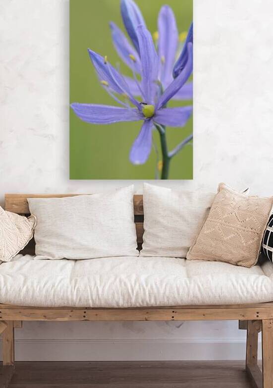 Common Camas Camassia quamash Cowichan Garry Oak Preserve Cowichan Valley Vancouver Island British Columbia. by Kevin Oke