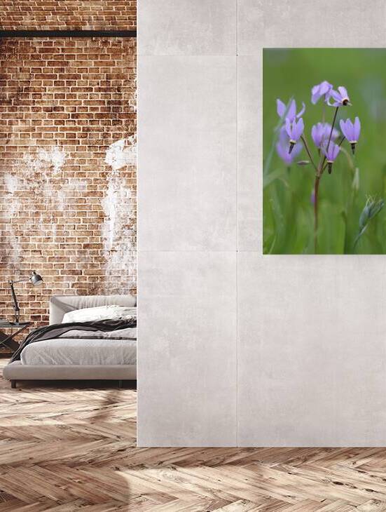 Shooting Star Dodecatheon pulchellum Cowichan Garry Oak Preserve Cowichan Valley Vancouver Island British Columbia. by Kevin Oke