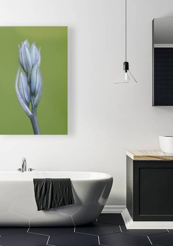 Common Camas Camassia quamash Cowichan Garry Oak Preserve Cowichan Valley Vancouver Island British Columbia. by Kevin Oke