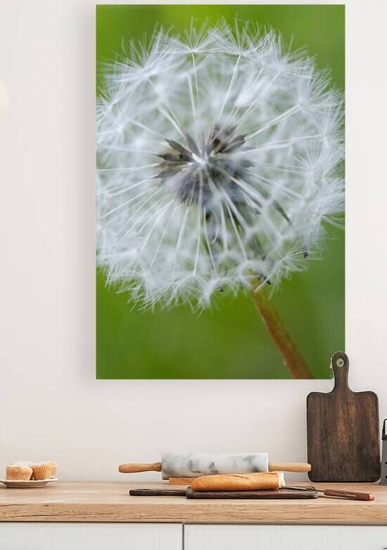 Dandelion Cowichan Valley Vancouver Island British Columbia Canada by Kevin Oke