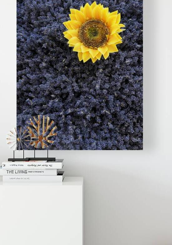 Dried sunflower with lavender flowers by Kevin Oke
