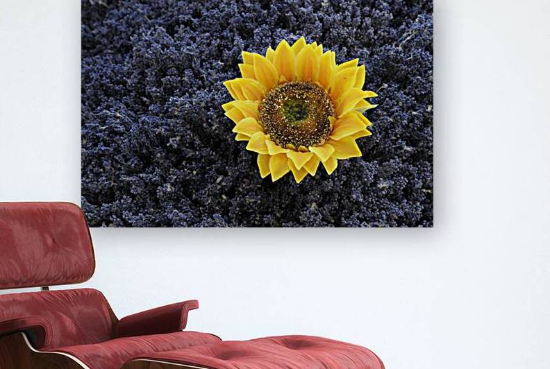 Dried sunflower in a bed of lavender flowers at Lourmarins street market by Kevin Oke