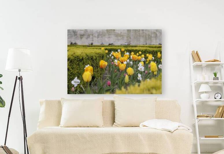 Tulips Jardins des Tuileries - Paris by Kevin Oke