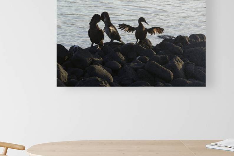 Flightless Cormorants Phalacrocorax harrisi stretching their wings Punta Espinosa Fernandina Island Galapagos Islands Ecuador by Kevin Oke