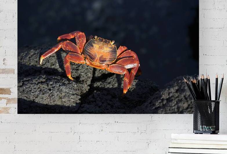 Sally Lightfoot crab Grapsus grapsus on black lava Punta Espinosa Fernandina Island Galapagos  Islands Ecuador by Kevin Oke