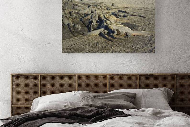 Group of Marine Iguanas Punta Espinosa Fernandina Island Galapagos Islands Ecuador by Kevin Oke