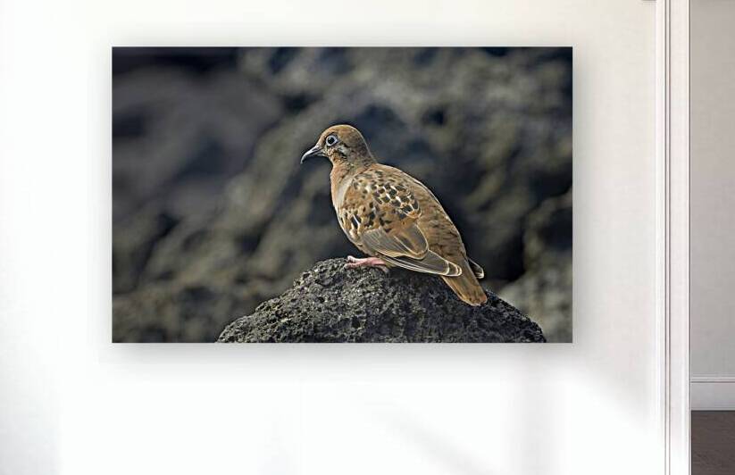 Galapagos Dove Zenaida galapagoensis on lava Urbina Bay Isabela Island Galapagos Islands Ecuador by Kevin Oke