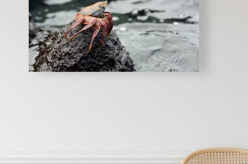 Sally Lightfoot crab Grapsus grapsus Urbina Bay Isabela Island Galapagos Islands Ecuador by Kevin Oke