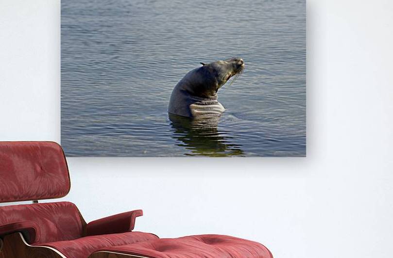 Galapagos sea lion Zalophus wollebaeki stretching Punta Espinosa Fernandina Island Galapagos Islands Ecuador by Kevin Oke