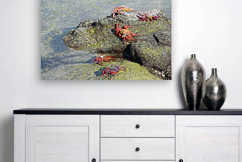 Sally Lightfoot crab - Punta Espinosa Fernandina Island - Galapagos Islands by Kevin Oke