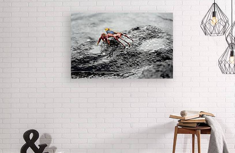 Sally Lightfoot crab Grapsus grapsus Urbina Bay Isabela Island Galapagos Islands Ecuador by Kevin Oke