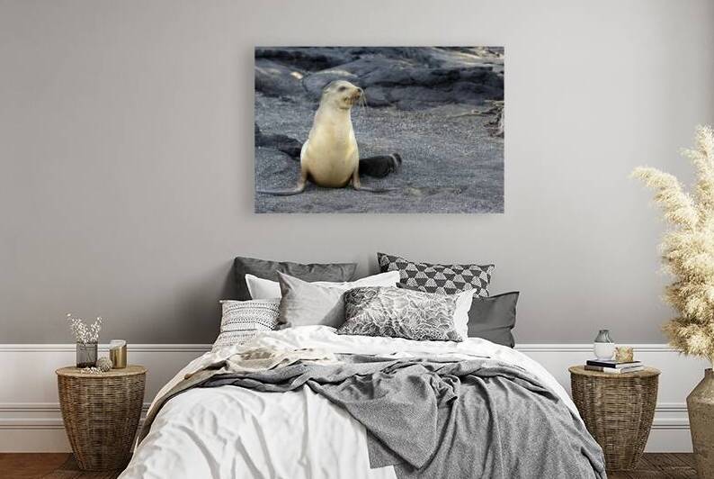 Galapagos sea lion female with pup Punta Espinosa Fernandina Island Galapagos Islands Ecuador by Kevin Oke