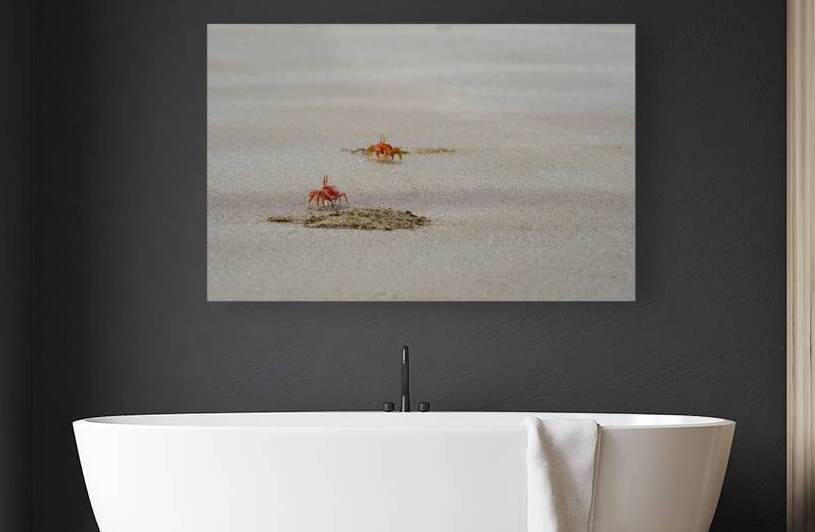 Ghost crabs Ocypode Gaudichaudii and burrows on Espumilla Beach Santiago Island Galapagos Islands Ecuador
 by Kevin Oke