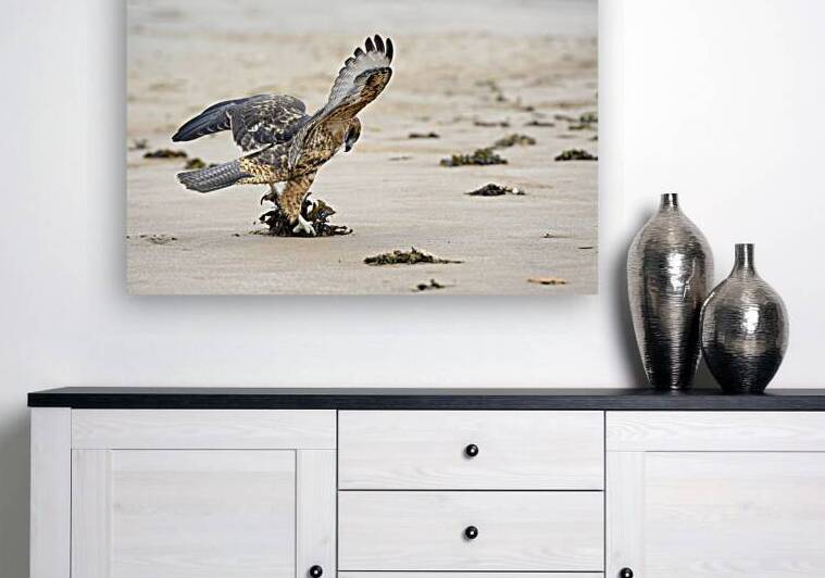 Galapagos Hawk Buteo galapagoensis landing on Espumilla Beach Santiago Island Galapagos Islands Ecuador
 by Kevin Oke