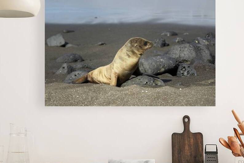 Gal?pagos sea lion Zalophus wollebaeki pup Puerto Egas Santiago Island Galapagos Islands Ecuador by Kevin Oke