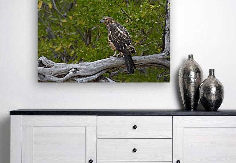 Galapagos Hawk Buteo galapagoensis Espumilla Beach Santiago Island Galapagos Islands Ecuador
 by Kevin Oke