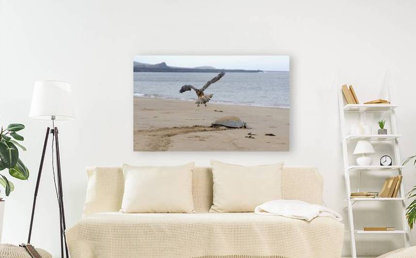 Galapagos Hawk Buteo galapagoensis flying above a Galapagos green turtle Playa Espumilla Santiago Island Galapagos Islands Ecuador
 by Kevin Oke