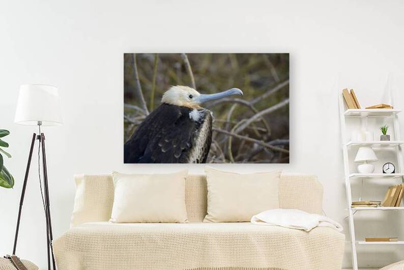 Magnificent Frigatebird Fregata magnificens immature with white head and blue beak North Seymour Island Galapagos Islands Ecuador
 by Kevin Oke