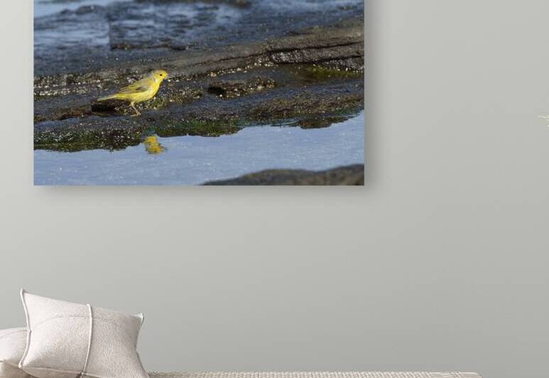 Yellow Warbler Dendroica petechia aureola Puerto Egas Santiago Island Galapagos Islands Ecuador
 by Kevin Oke