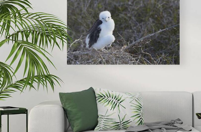 Magnificent Frigatebird Fregata magnificens chick sitting on nest North Seymour Island Galapagos Islands Ecuador
 by Kevin Oke